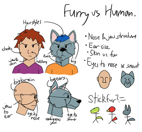 anatomy comparison
